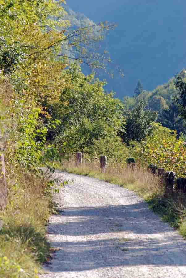 Vipera aspis francisciredi?